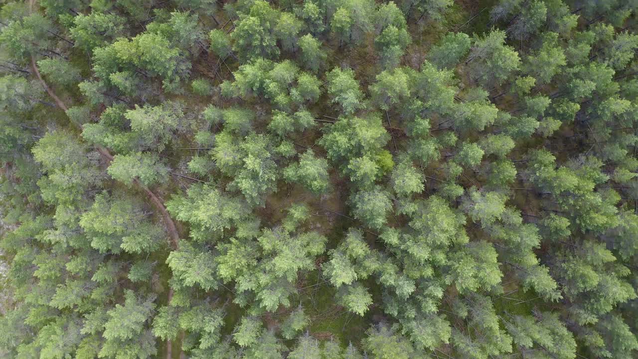 Lush forest of Northern Europe