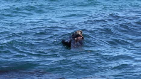 california sea otter eating a crab. 4k