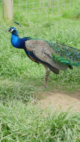 indian peafowl (pavo cristatus) walking in green grass