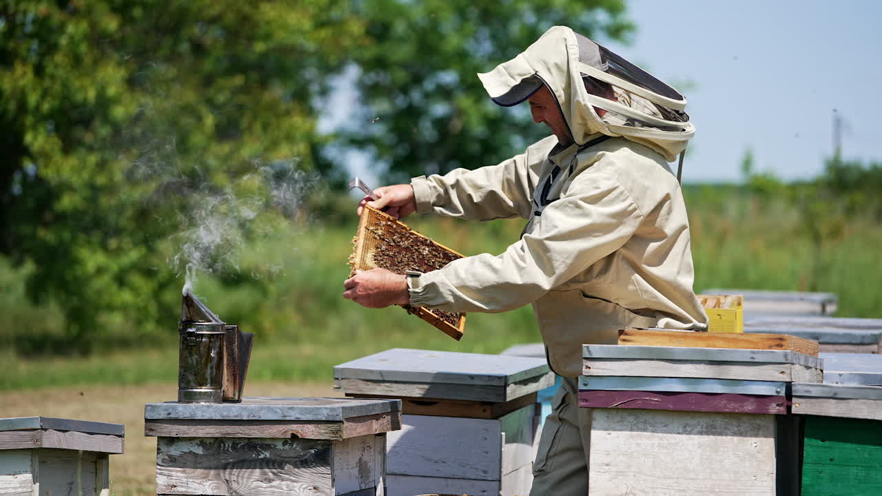 Male beekeeper pulls a frame carefully from hive and looks at it intently. A smoker producing thick smoke is on the next hive. Blurred nature backdrop.