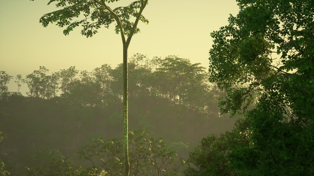 美麗的綠色森林風景