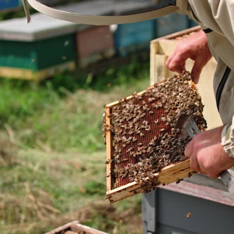 Apiarist holding frame with bees on blur hives background. Bees crawling on honey frame. Beekeeper examines bees on apiary