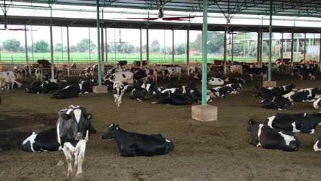 images of cows resting in the barn