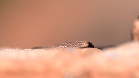 vista de cerca del lagarto del desierto