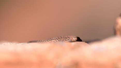 closeup view of desert lizard