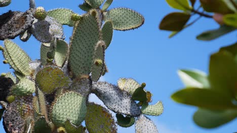 isla galápagos opuntia en un día soleado con cielo azul