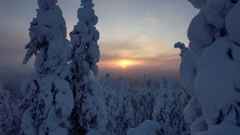 drone flys in between snow covered tree tops, revealing sunset over vast snowy forest in lapland, finland, arctic circle