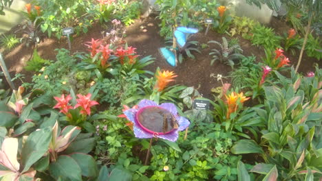 while blue morpho butterflies visit the garden feeder, two flutter above the rest - slow motion