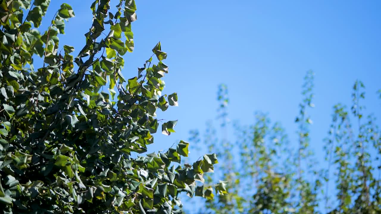 Leaves in the Wind in Slow Motion with Blue Sky Background