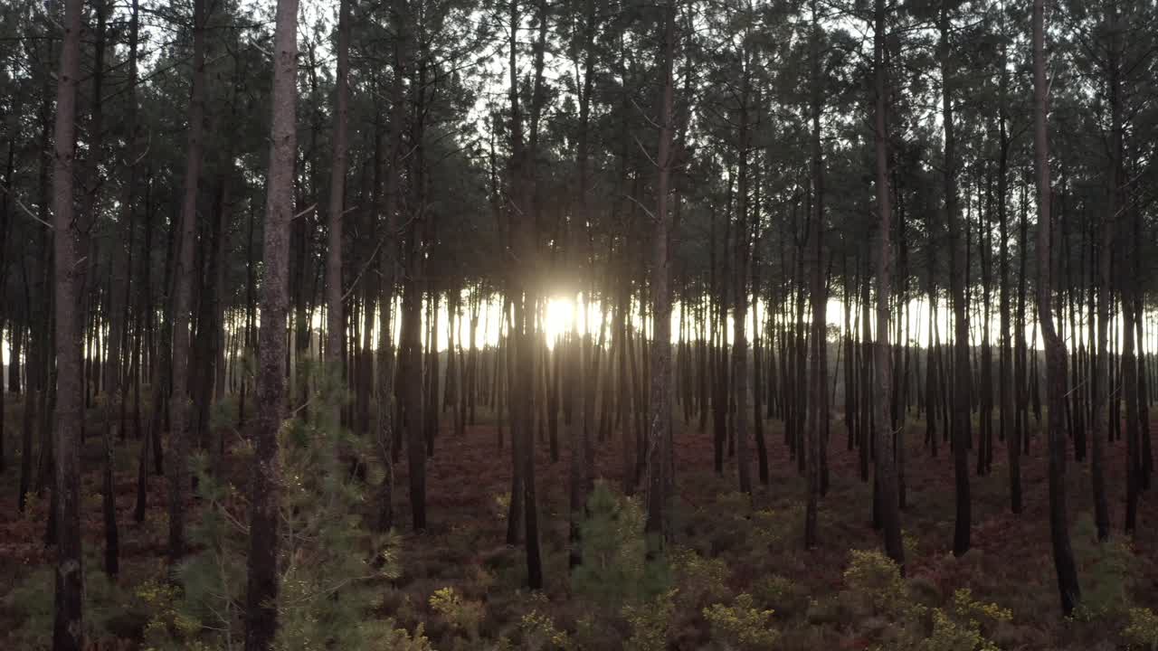 Sun setting behind dense rows of pine trees in Landes forest, Castets, France. Aerial, beautiful nature scene, peaceful woodland evening