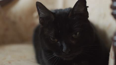 A-black-cat-lounging-on-an-antique-sofa-yawns-in-slow-motion