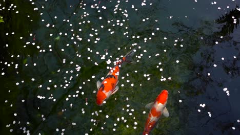 fallen sakura cherry blossom petals on the water with a couple of koi fish underwater