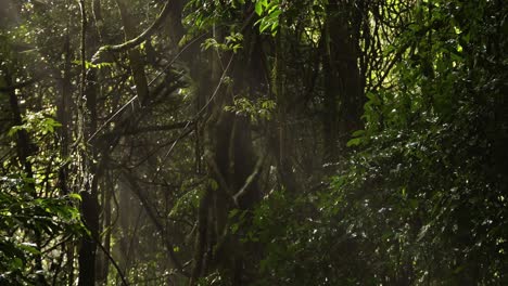 sunbeams piercing the dense green foliage.