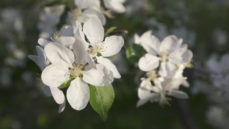 a fruit tree in bloom during springtime with white flower petals in an orchard