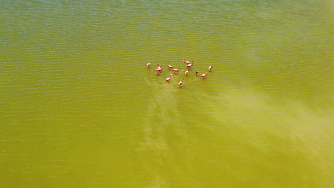 flamencos rosados en la superficie del lago salado, las coloradas, laguna de rio lagartos mexico