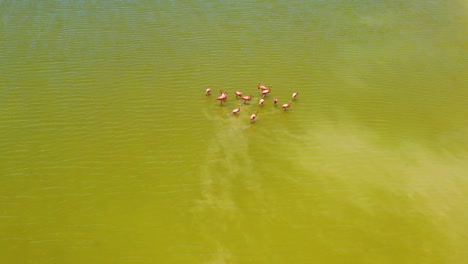 pink flamingos in salt lake surface , las coloradas, rio lagartos lagoon mexico