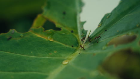 ants on a leaf