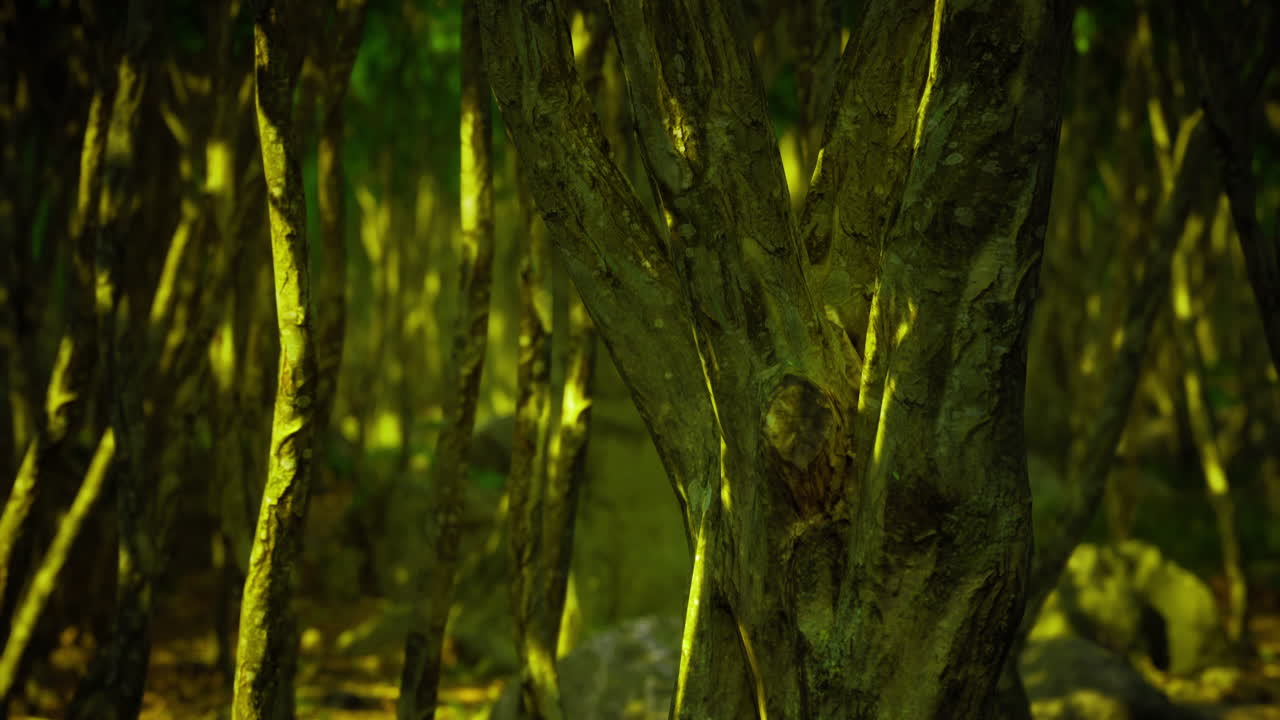 Mysterious forest with twisted trees under green light at dusk