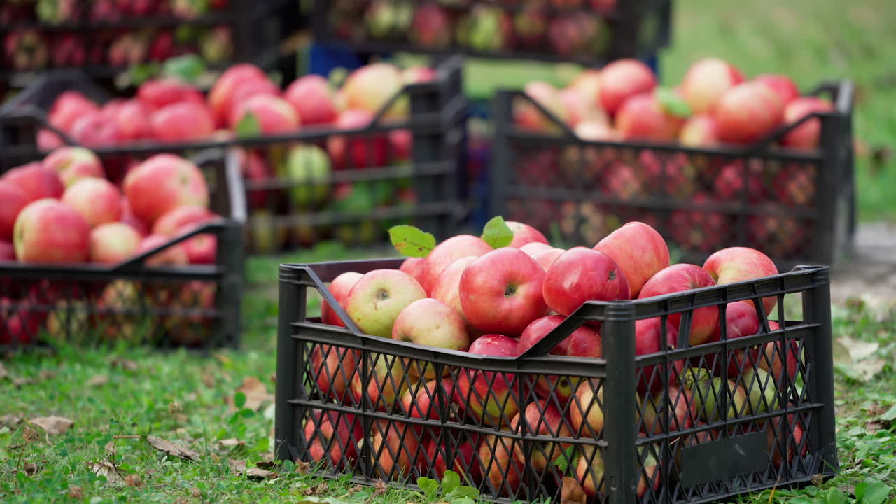 Man puts drawer with apples on ground. Many drawers with harvest of organic apples in the garden. Harvesting fruit in early autumn.