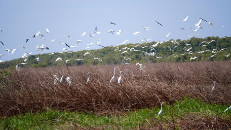 flock of stalks flying zoom out