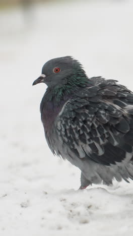 two black pigeon ruffling feathers while walking in snow, with a partial view of a wooden bench in the background, under a gentle snowfall