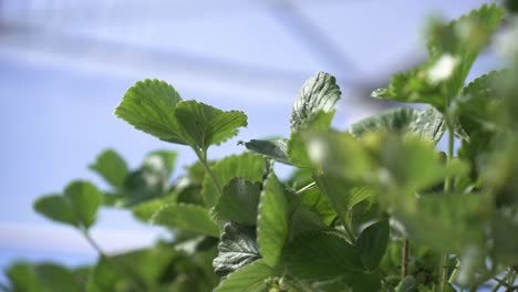 green leaves of a growing strawberry plantation in a greenhouse