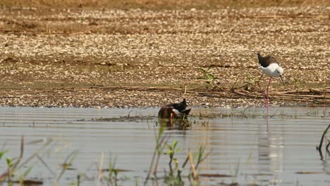 Cuchara-Del-Norte,-Espátula-Clypeata,-Bueng-Boraphet,-Nakhon-Sawan-Tailandia