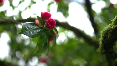 close-up of pink camellia flower buds