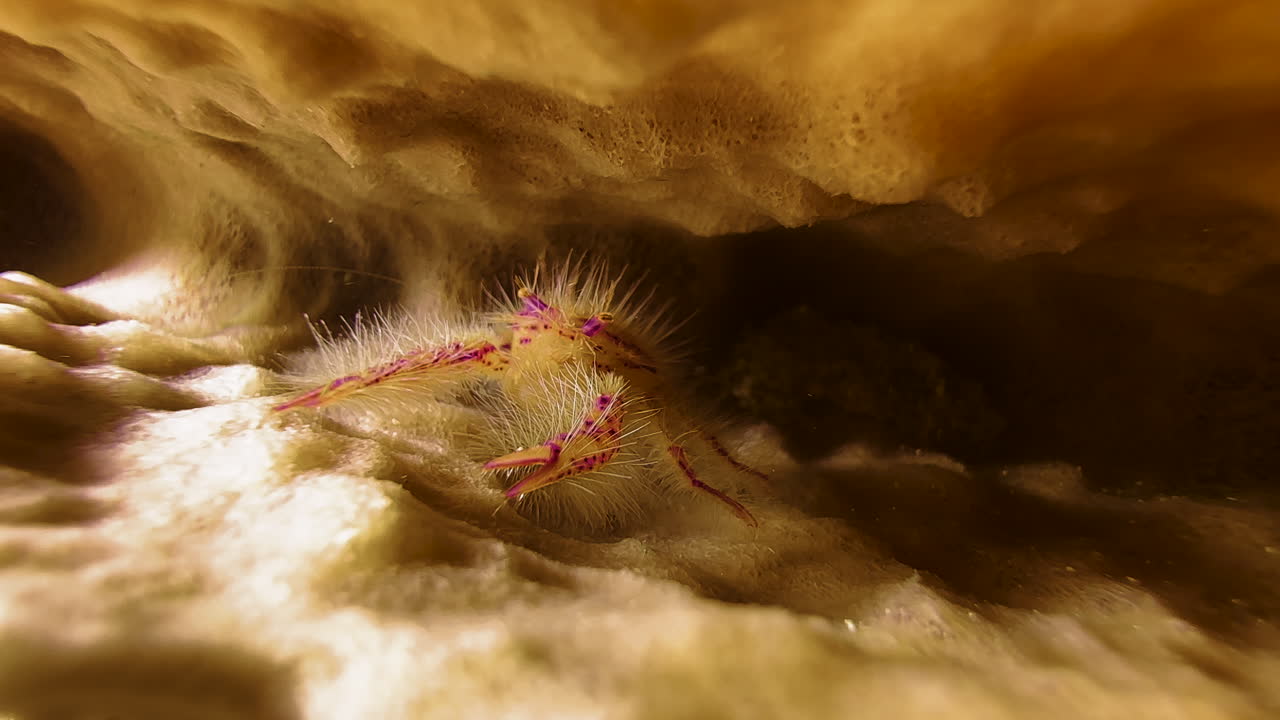A pink Hairy Squat lobster sits between the folds of a giant barrel sponge, trying to grab the passing plankton with its pincers. The scene looks like being in a stalactite cave