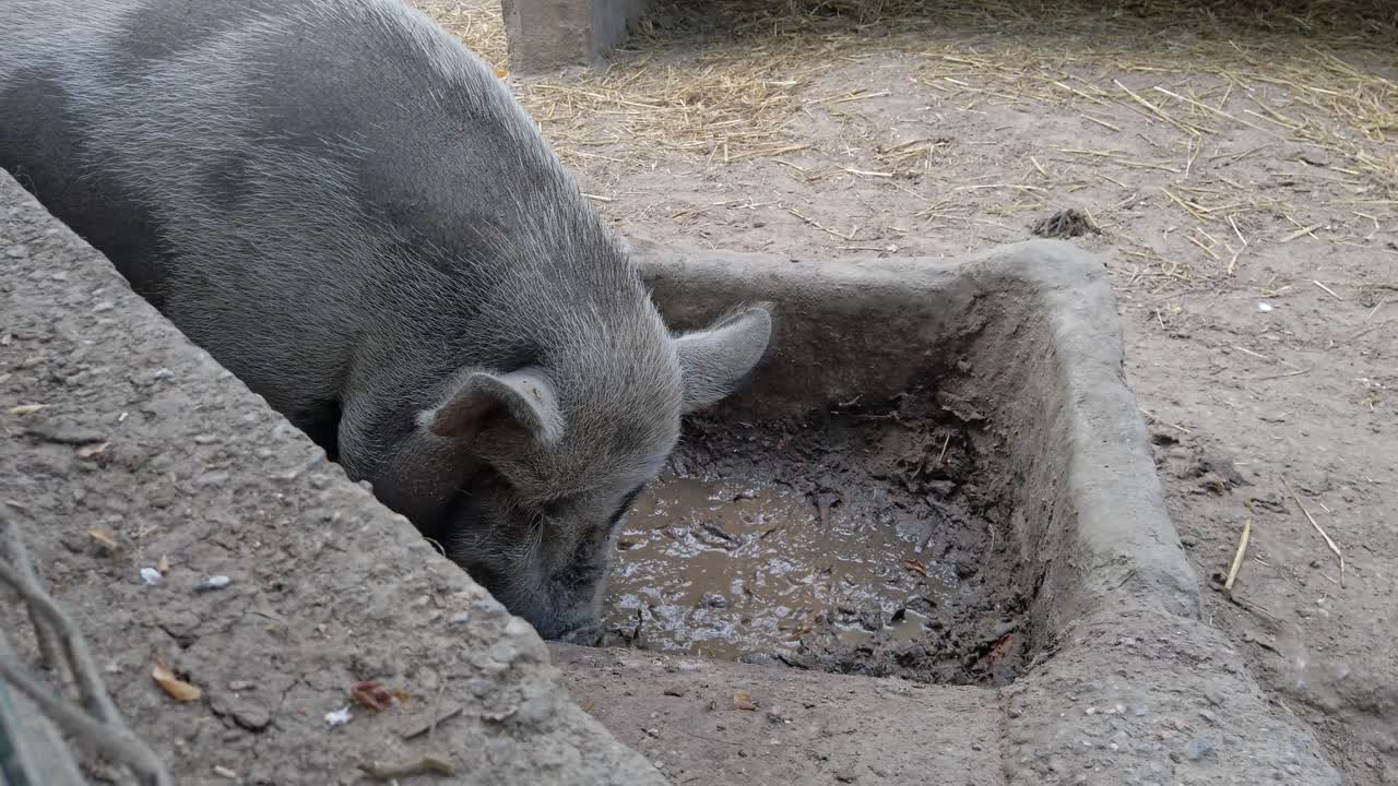 Pot bellied pig cooling off, wallowing contentedly in muddy pit, experiencing natural refreshment on sunny farm day