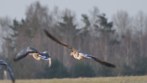 greylag goose eats grass and insects.