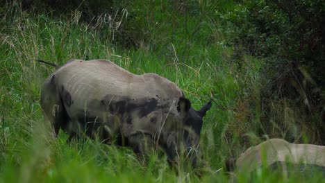 Slow-motion:-White-Rhino-covered-in-mud-with-floppy-ear-sniffs-another-white-rhino-that-wallows-in-a-mudhole,-behind-long-grass-blowing-in-wind