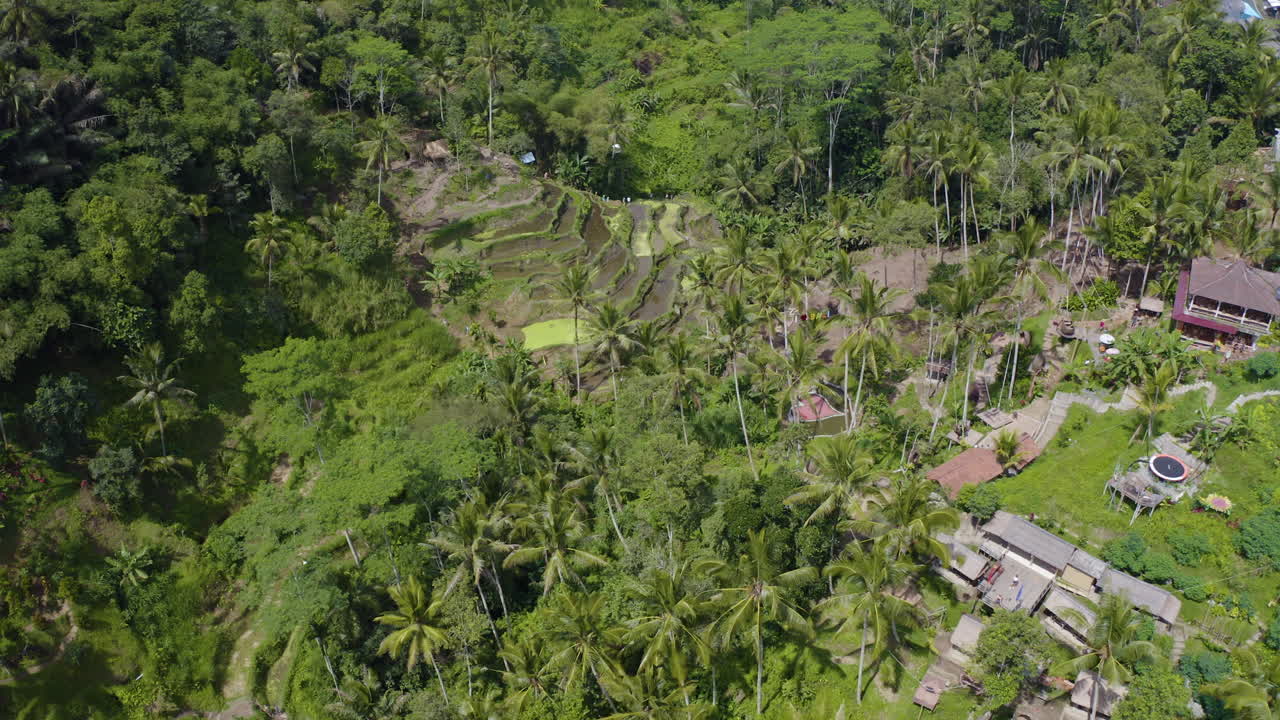 volar sobre la terraza de arroz de tegalalang y filmar hermoso bosque de palmeras exóticas y campo agrícola en ubud bali indonesia