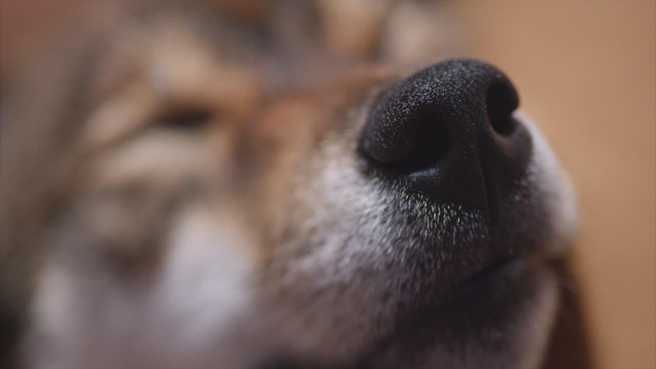 柴犬、胡麻毛、犬、鼻、クローズアップ、マクロ撮影、詳細、柔らかな光、浅い被写界深度、ペット、ポートレート、家庭動物、犬科、日本犬種、居心地の良い家、落ち着いた雰囲気、休息、毛並み、質感、ひげ、自然な皮膚表面、マクロショット