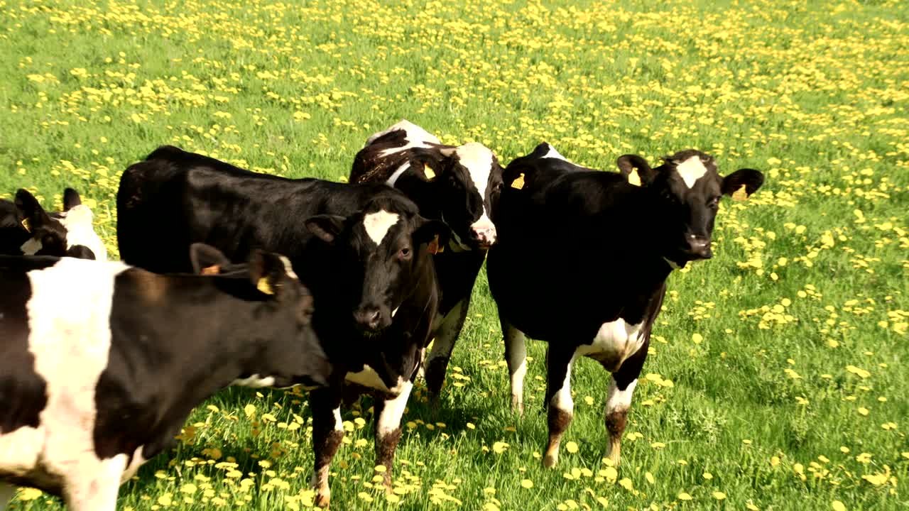 Le mucche nel campo che cercano qualcosa da mangiare 4K FS700 Odyssey 7Q