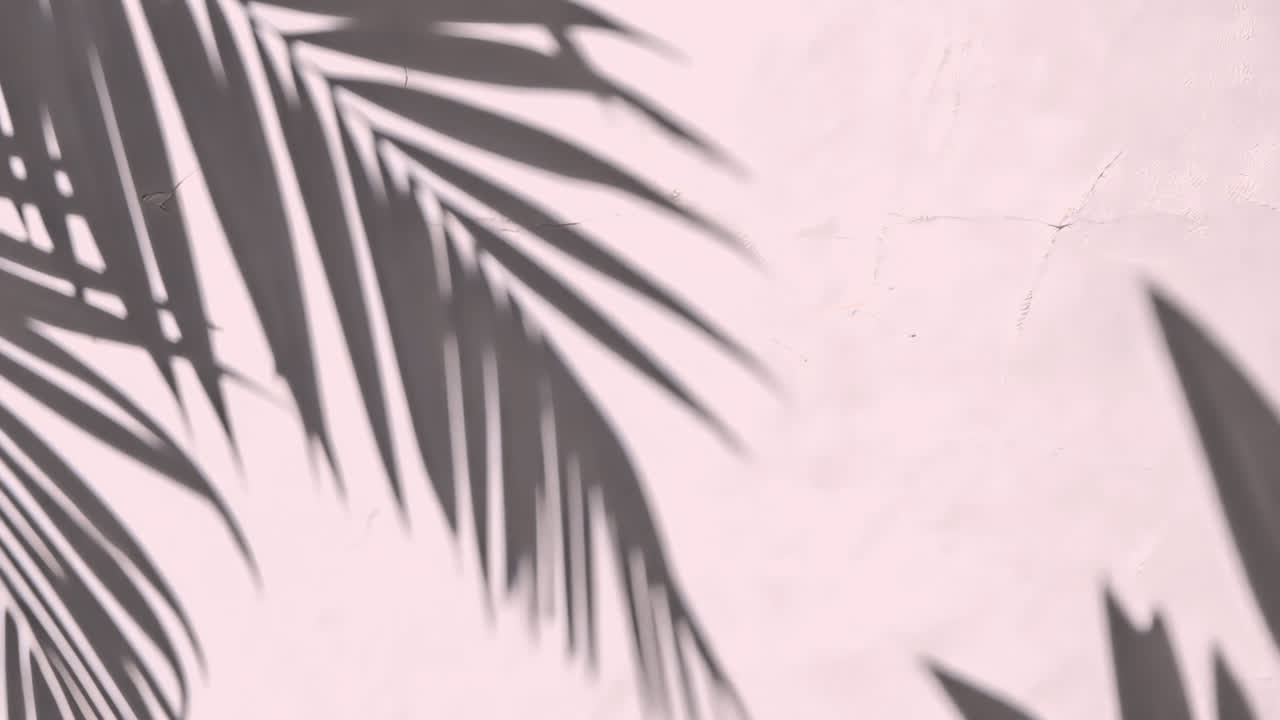 Tropical shadows on wall animated overlay, transparent 4K video, alpha channel, ProRes 4444