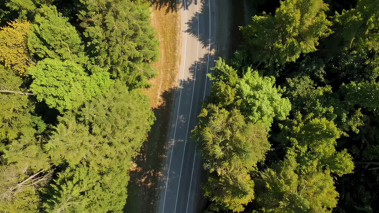 Aerial view of a winding road through a lush forest
