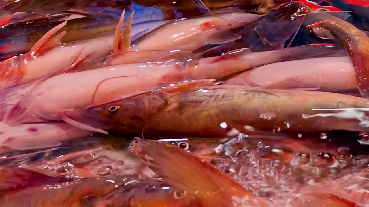 A detailed view of catfish actively feeding, showcasing their vibrant fins and dynamic movement in water.