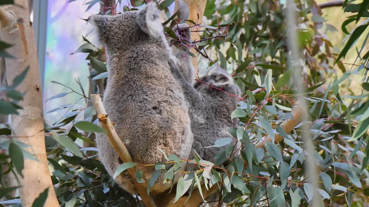 Koala and baby eating leaves