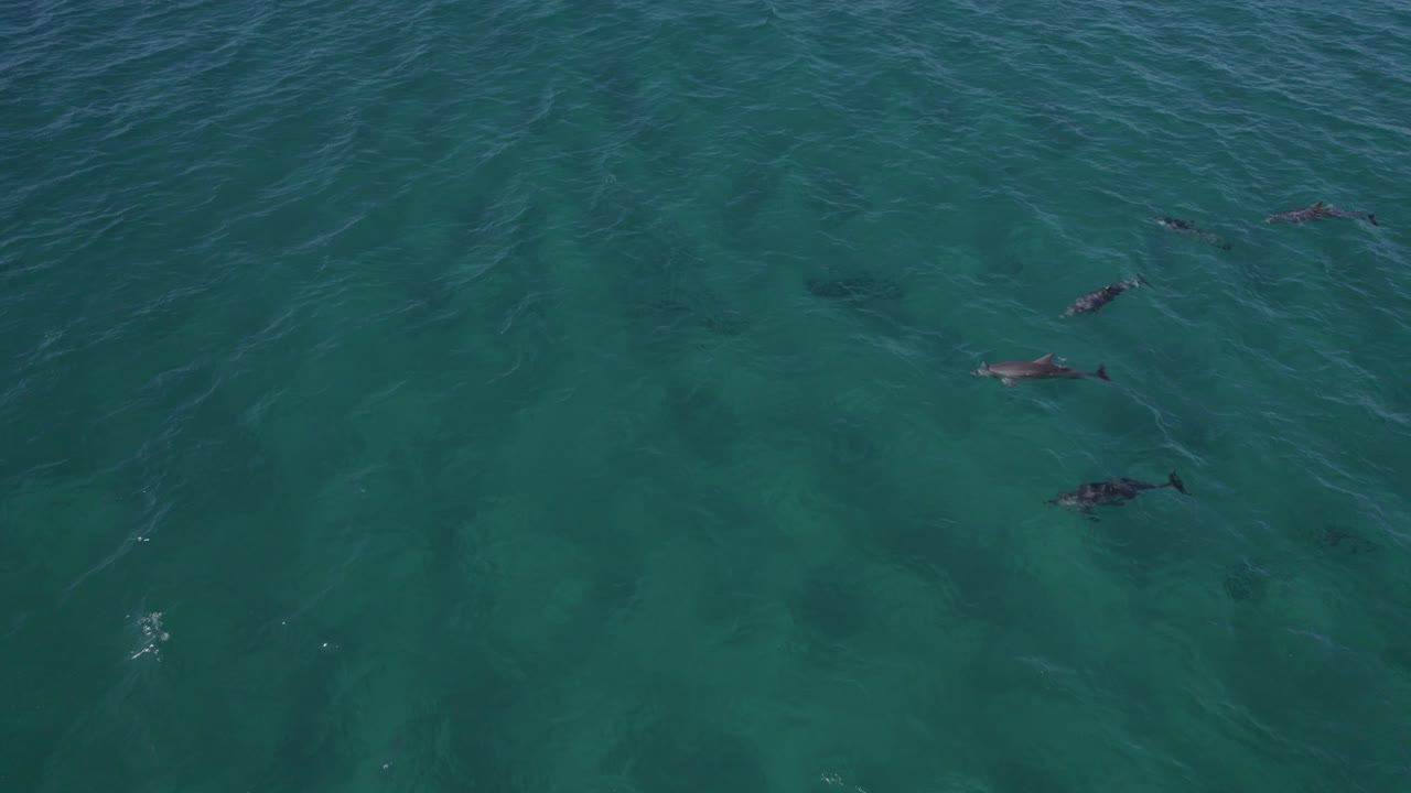 Aerial View Of Bottlenose Dolphins Swimming In The Blue Sea To Hunt Food At Summer