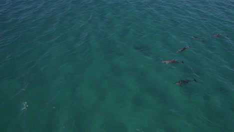 Luftaufnahme-Von-Tümmlern,-Die-Im-Blauen-Meer-Schwimmen,-Um-Im-Sommer-Nahrung-Zu-Jagen