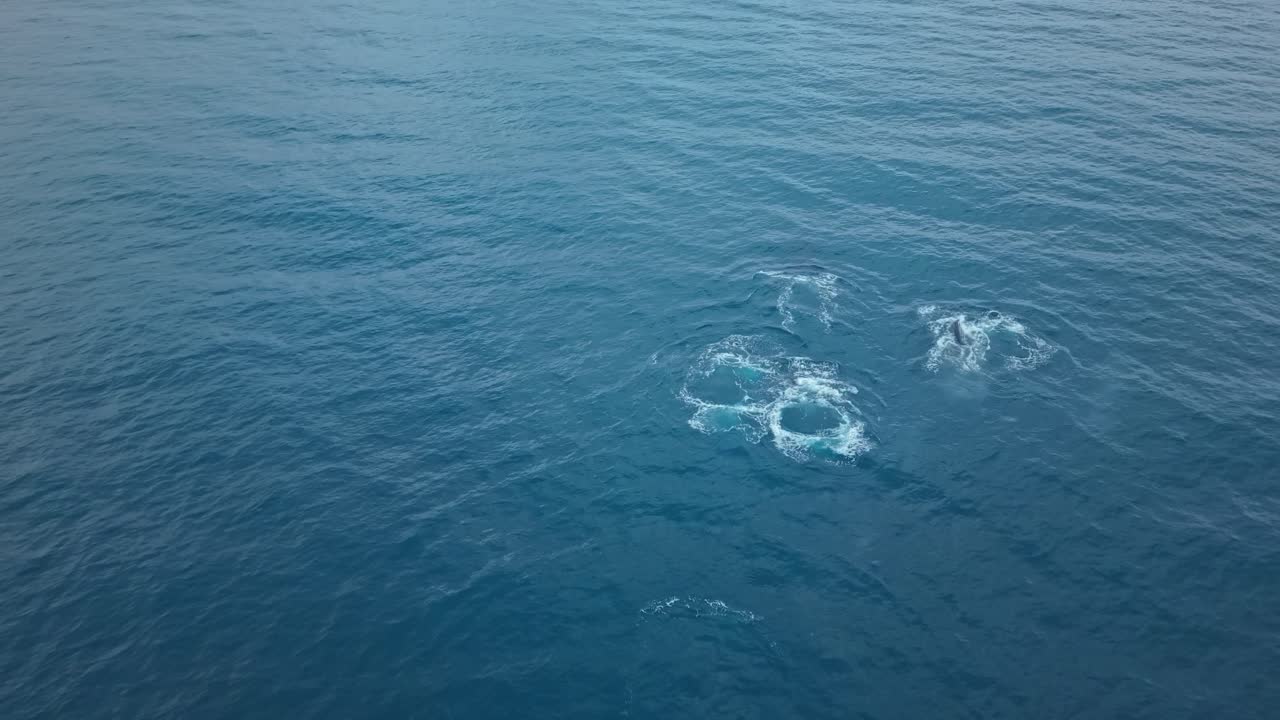 Pod of whales swimming in Pacific by Santa Marianita, scenic and serene