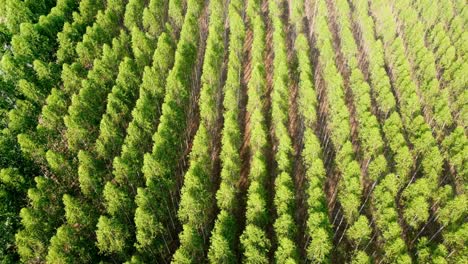 Eucalipto-En-La-Belleza-De-La-Naturaleza-Con-Cautivadoras-Imágenes-Aéreas-De-Drones