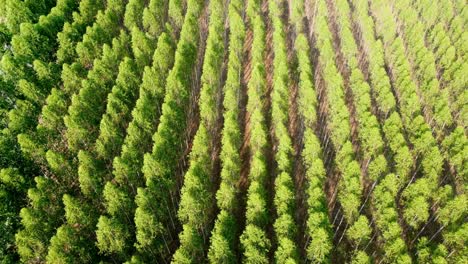 eucalyptus in the beauty of nature with captivating aerial drone footage