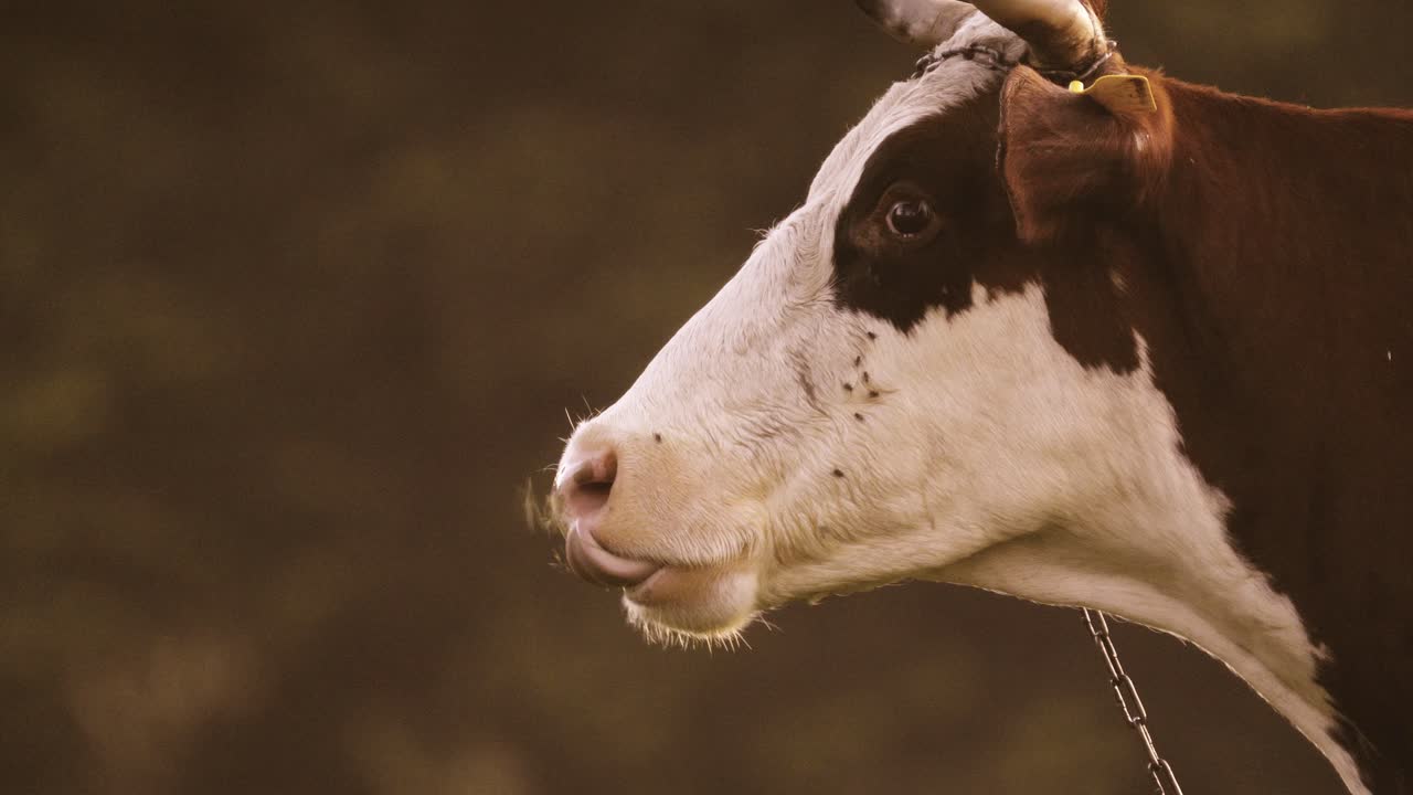Primo piano di una mucca che mastica lentamente della paglia alla luce del mattino