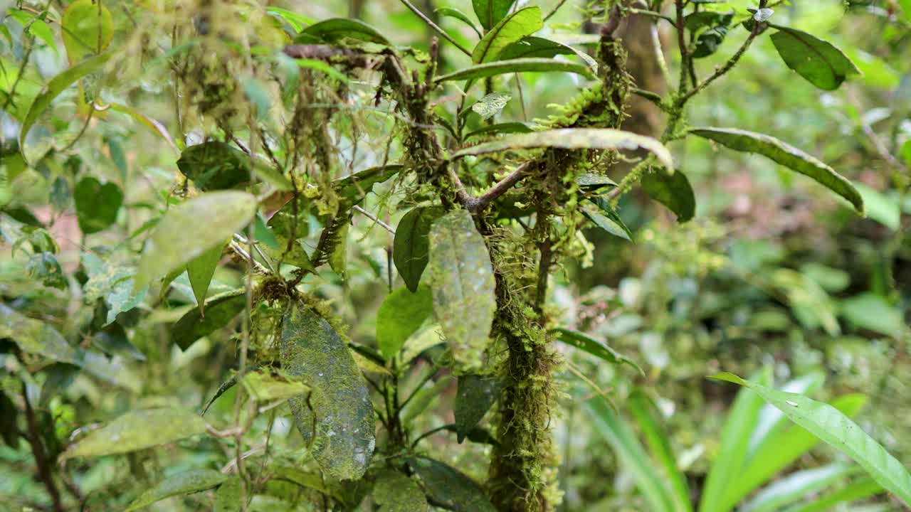 Close-up view of vibrant rainforest plants with moss and epiphytes, captured in natural lighting at Mossman Gorge