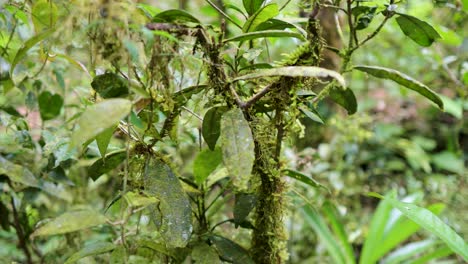 close-up view of vibrant rainforest plants with moss and epiphytes, captured in natural lighting at mossman gorge