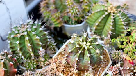 a vibrant collection of cacti in pots, showcasing diverse shapes and colors under natural lighting at a market