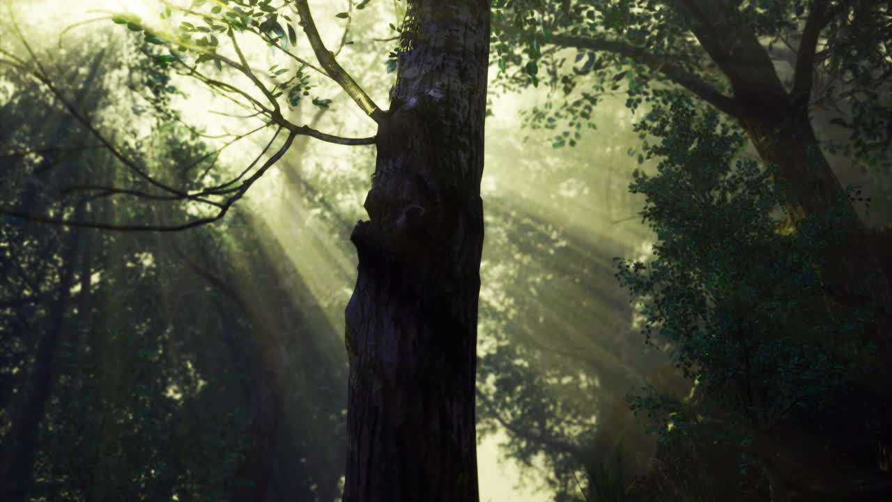 Light filtering through trees in a tranquil forest setting at dawn