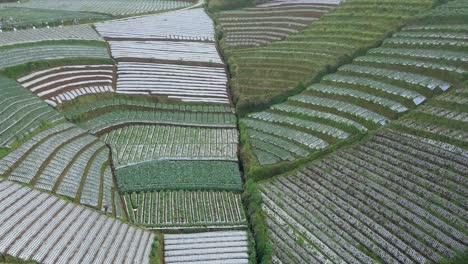 drone video of beautiful terraced vegetable plantation on